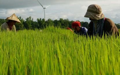 Hybrid Rice for the Modern Filipino Farmer – .